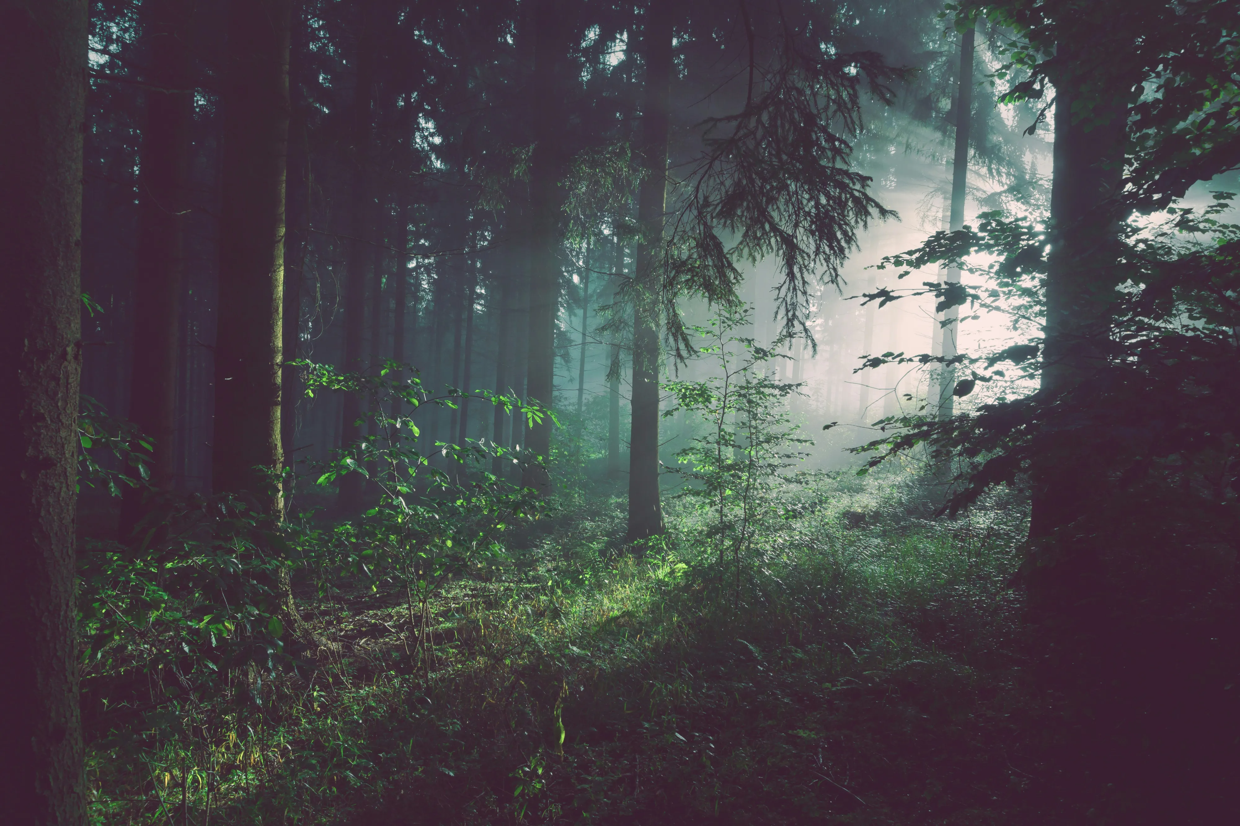 Misty wooded singletrack trail winding through Oregon conifers